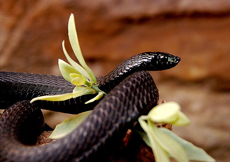 fekete kígyó