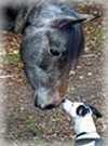 kutya és ló köszöntik egymást