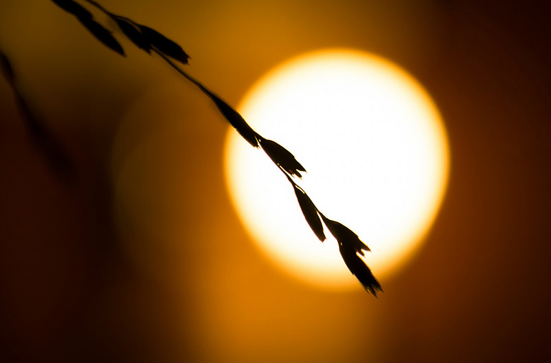 Egy búzaszál, amely a napkorong előtt élesen látszódik