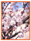 virágzó japán cseresznyefa
