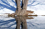 Két egybenőtt fa tükröződik a vízen