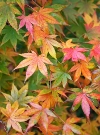 Őszben színesedő levelek