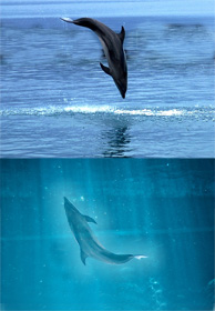 Két delfin, az egyik épp kiugrott a vízből, a másik készül