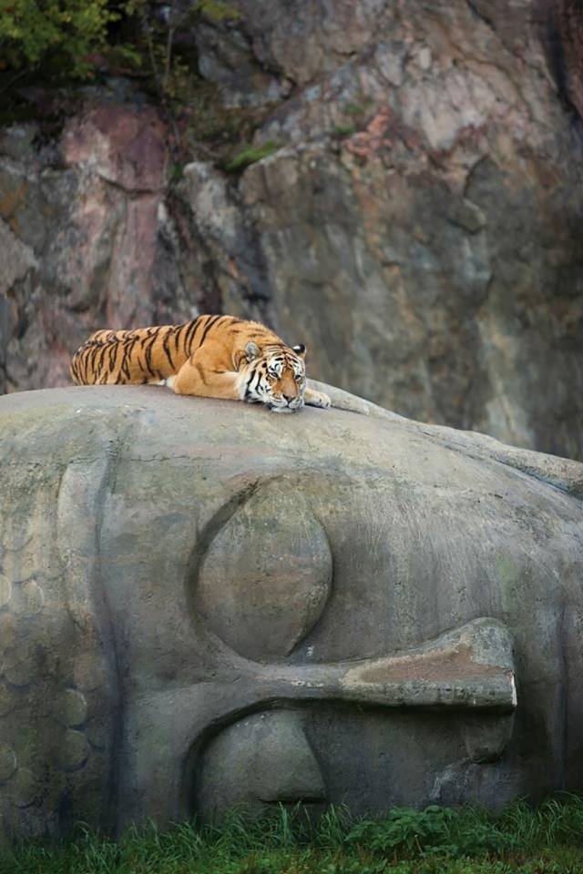 Tigris és Buddha