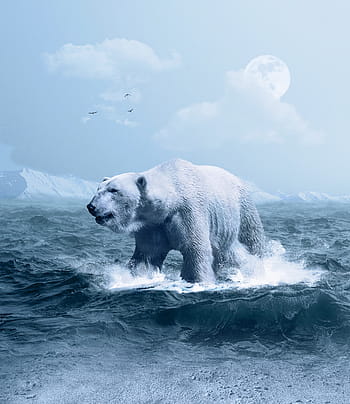jegesmedve kis jégen