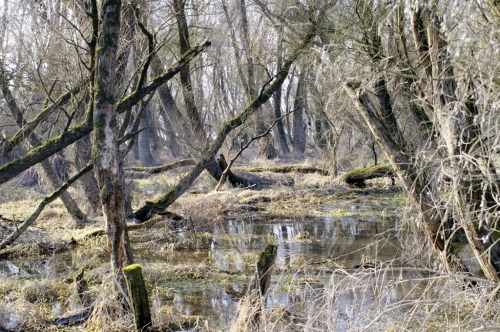 Az erdő 2