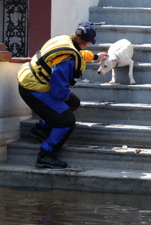 Fotó: International Fund for Animal Welfare Animal Rescue Blog via Flickr kutyamentés