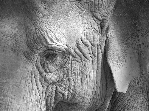 elefánt szeme közelről