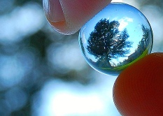 Üveggolyóban tükröződő fa