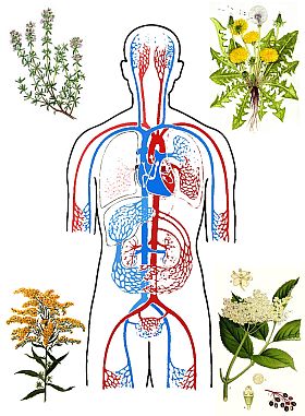 emberi vérkeringés gyógynövények