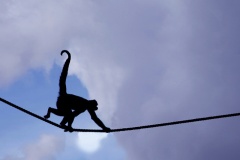 fotó: Jo Christian Oterhals via Flickr majom kötélen