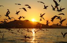 tó felett repkedő madarak