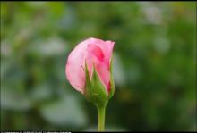 Bimbózó rózsa