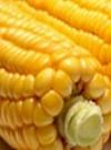 Fotó egy cső kukoricáról