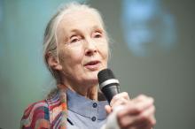 Jane Goodall