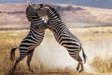 harcoló zebrák